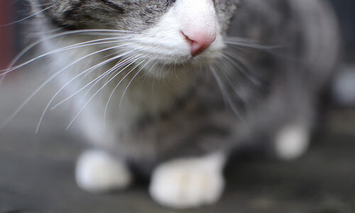 爱游戏娱乐-_顶级选手亮相：本年度最期待的冠军争霸战_，顶级比赛