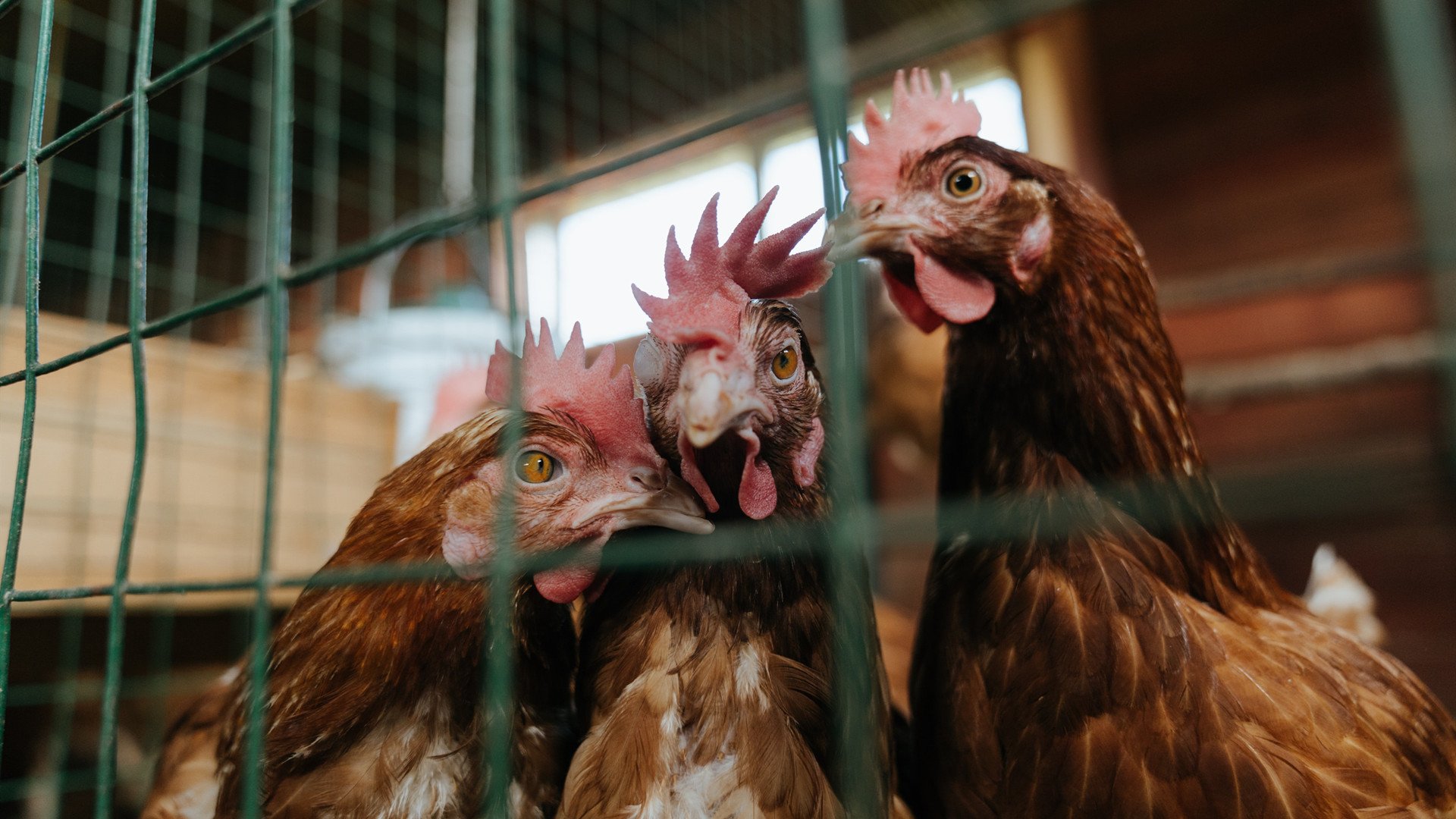 爱游戏体育平台-_马刺核心状态稳定，引发期待_，马刺队核心