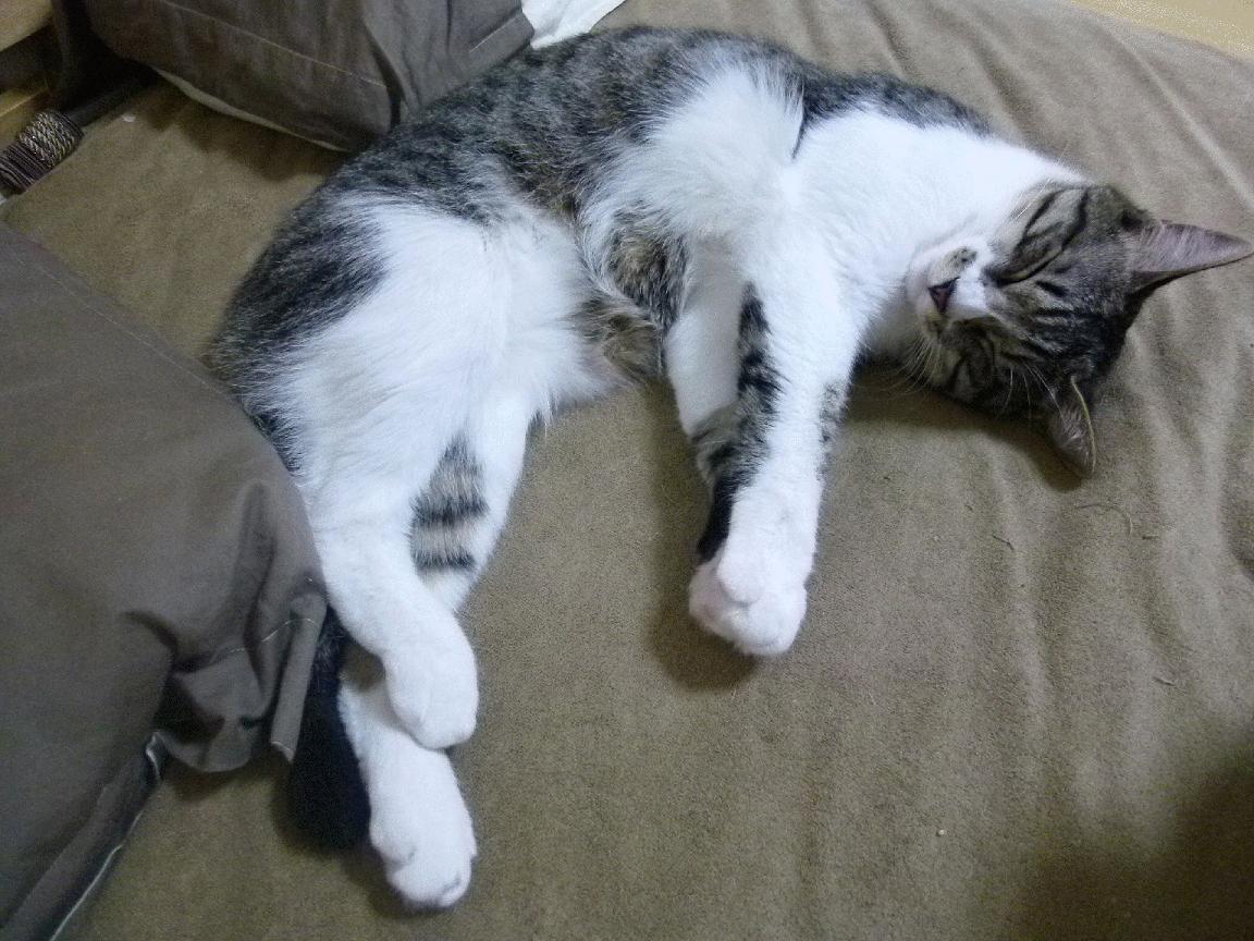 爱游戏app-《顶级战队内部揭秘：如何打造“铁血”战术体系》，超级战队铁血魔将